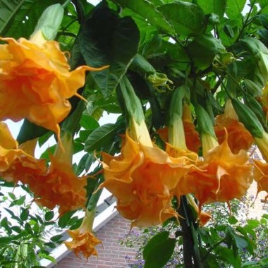 brugmansia-langenbuscher-garten33 (1)